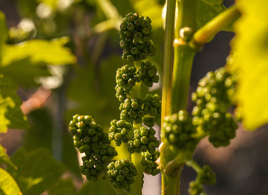 Grape clusters on the vine