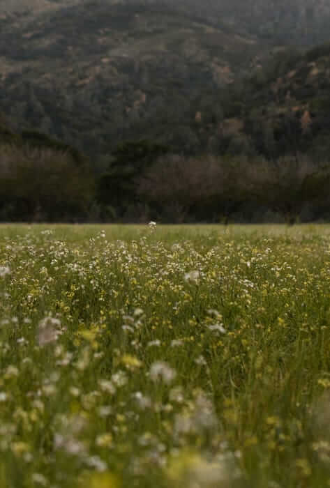 Beauty shot of a field with flowers