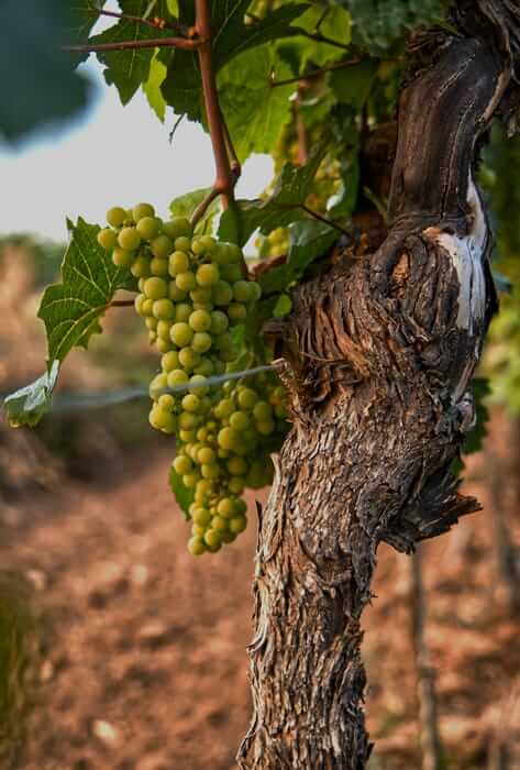 Grape detail shot handing on a vine
