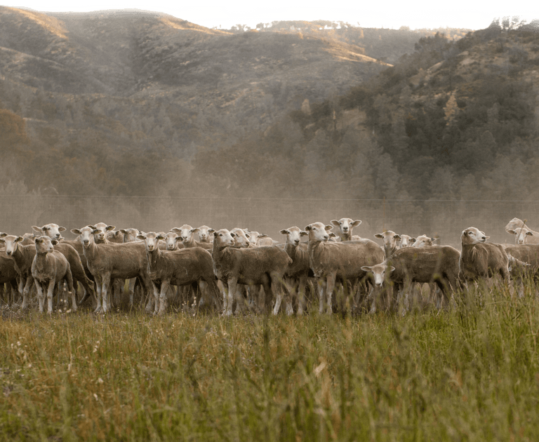 Herd of sheep at Shannon Ridge