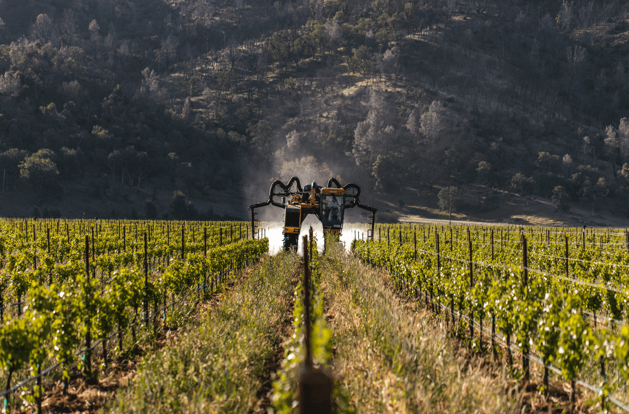 Agriculture and farming in the vineyards
