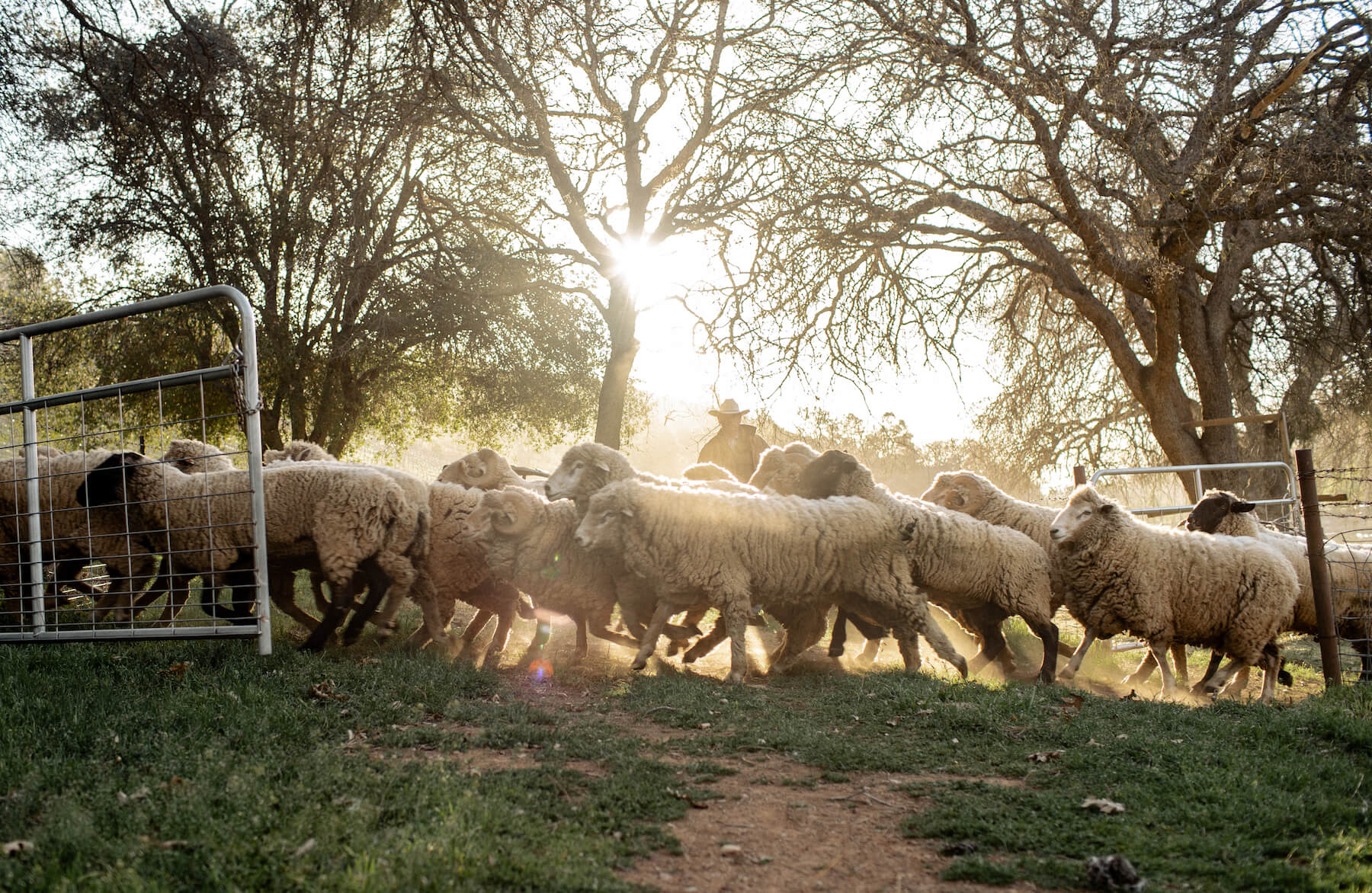 Clay herding sheep at Shannon Ridge