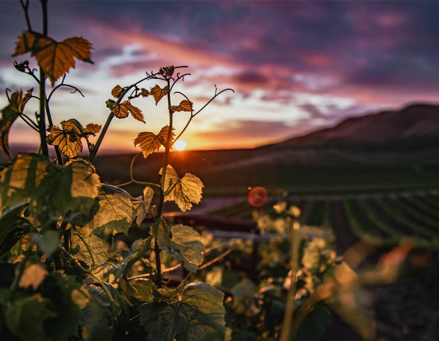 Sunset shot overlooking a vineyard