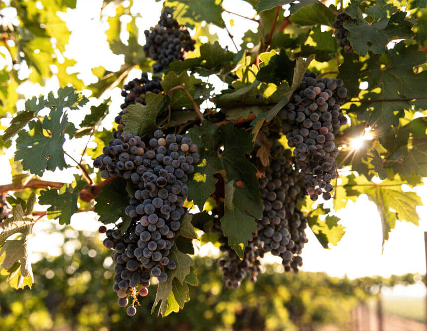 Grapes hanging on the vine