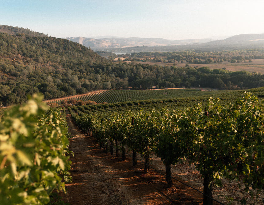 A beautiful vineyard at sunrise