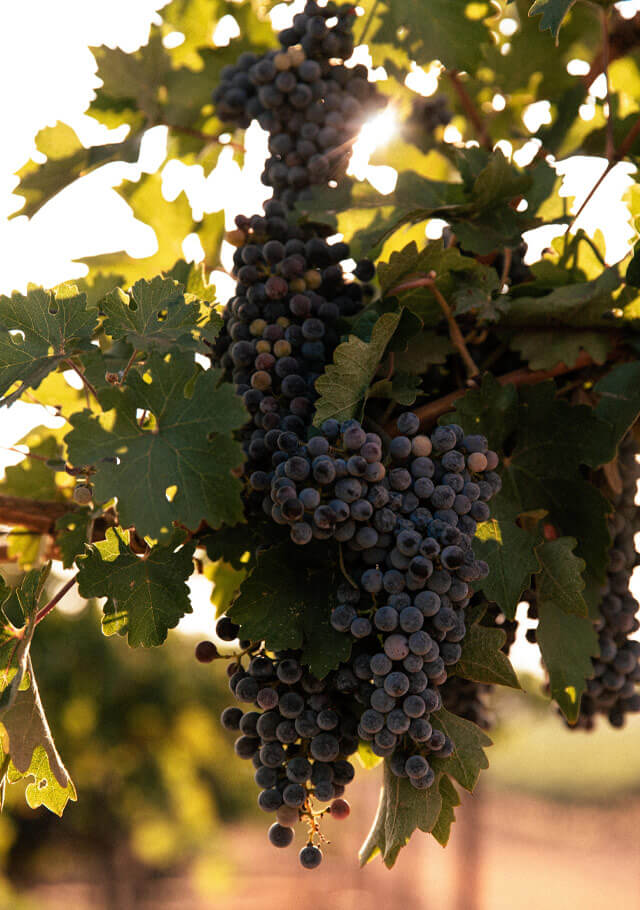 Grapes hanging on the vine